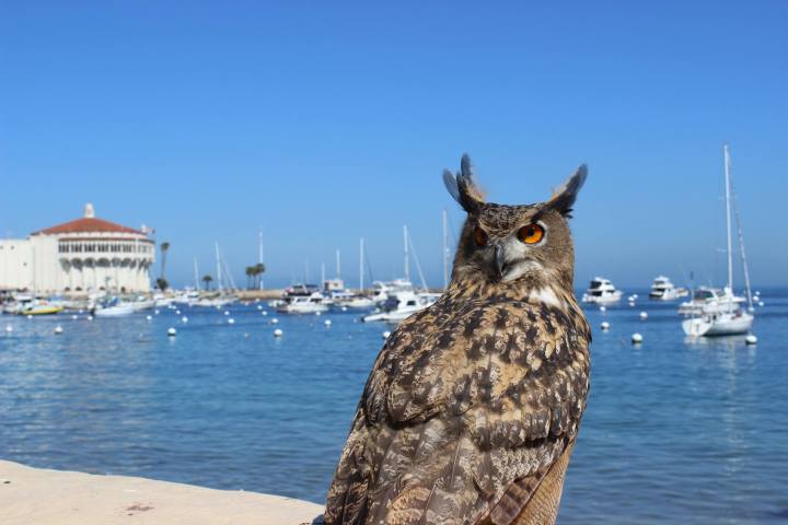 a bird sitting on top of a body of water