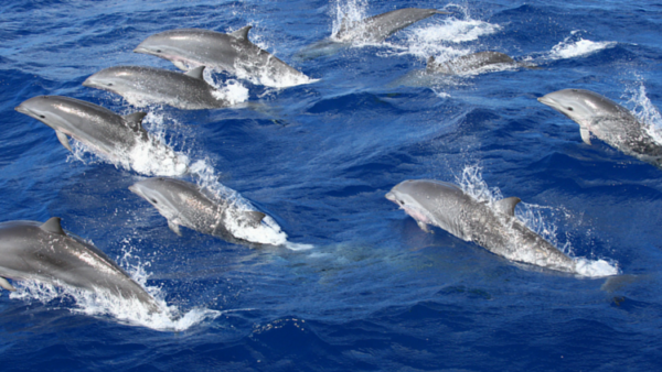 A-Pod-of-Dolphin-on-the-Dolphin-Sea-Lion-Excursion-on-Catalina-Island-600×338 a dolphin jumping out of the water