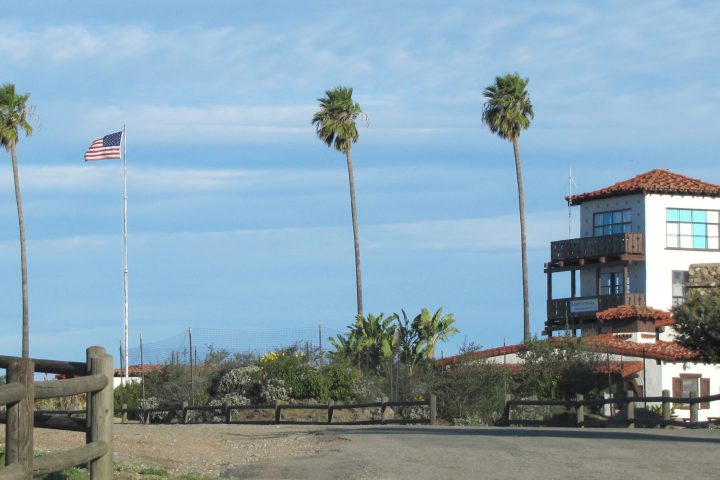 a group of palm trees on the side of a building