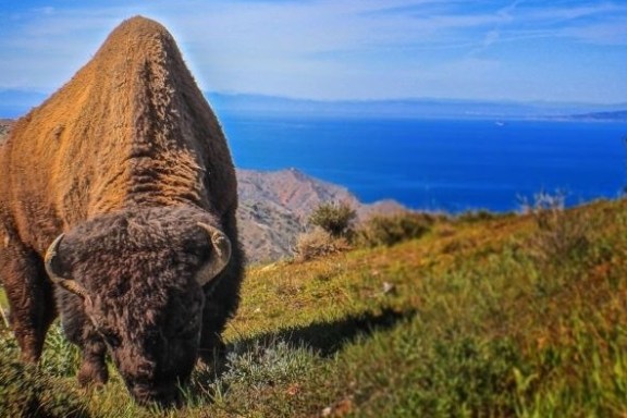 an animal standing on a lush green field