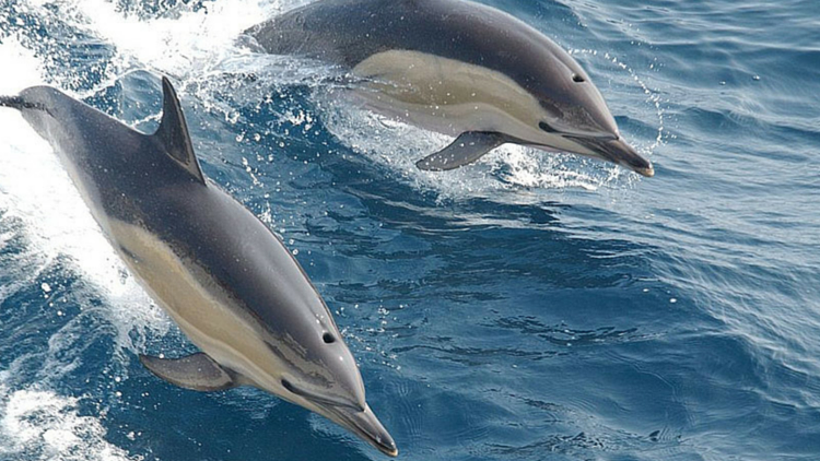 a dolphin jumping out of the water