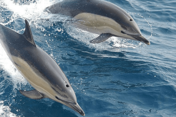 a dolphin jumping out of the water