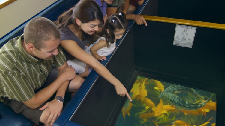 GlassBottomBoat_2006_8-750×422 a child looking at a laptop