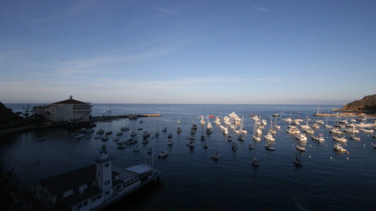 a flock of seagulls next to a body of water