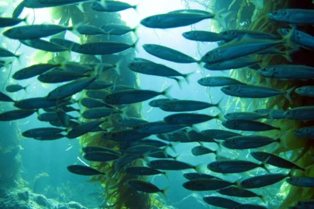 a group of fish in the water