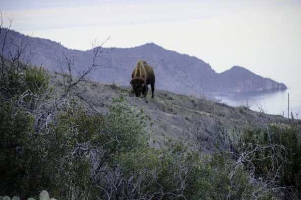 a herd of elephants standing on top of a grass covered field