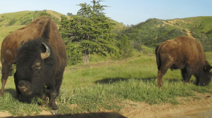 a cow grazing on a lush green field
