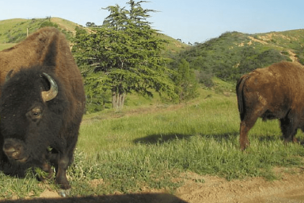 a cow grazing on a lush green field