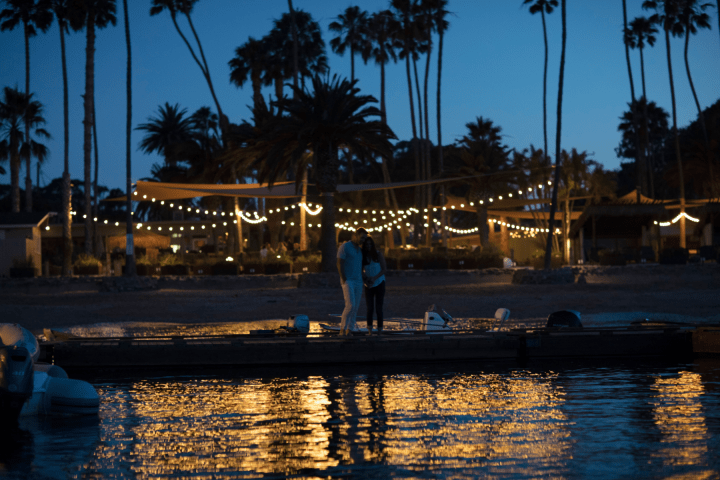 a group of palm trees next to a body of water