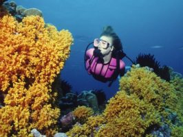 underwater view of a coral