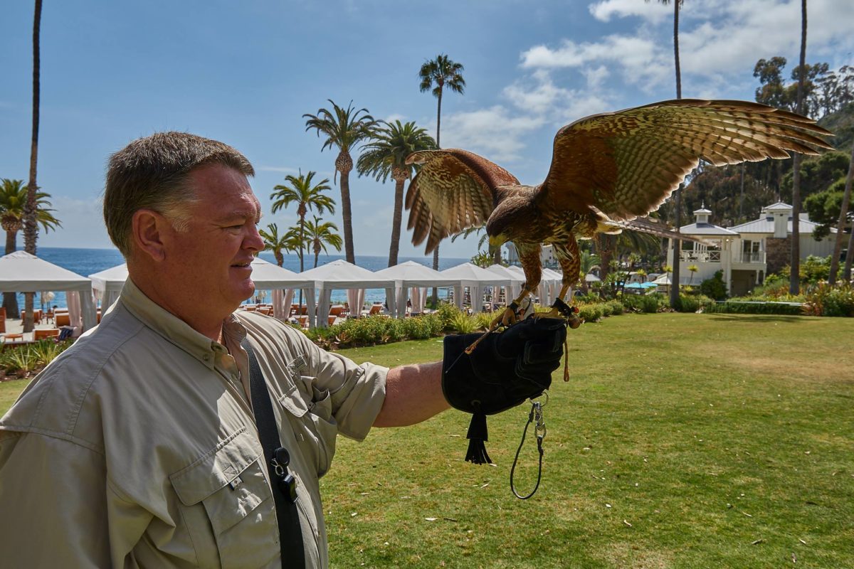 dave-with-hawk-1200×800 a man holding a kite while standing in the grass