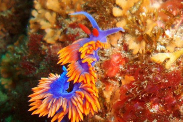 a close up of a colorful fish