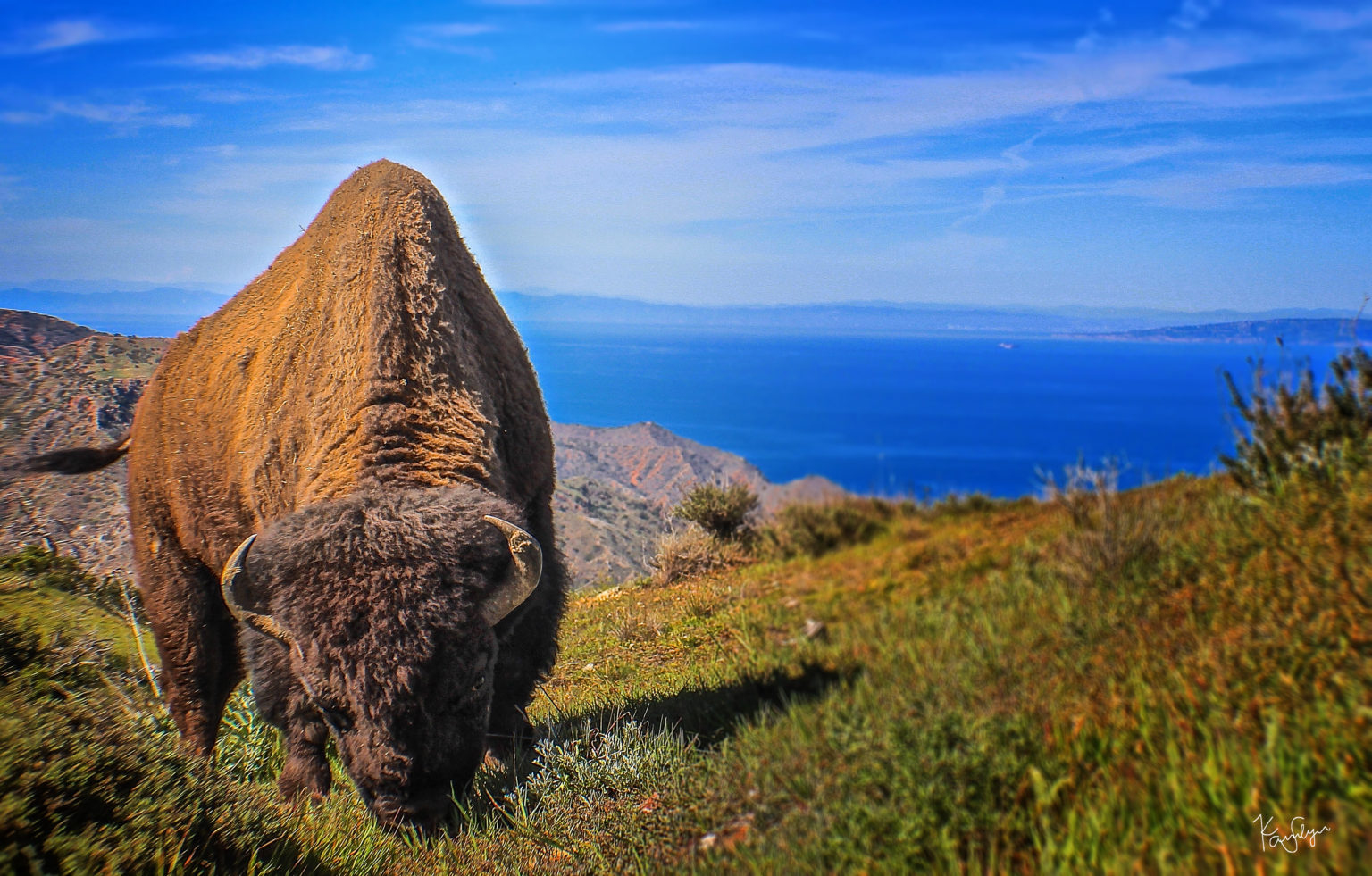 a sheep standing on top of a lush green field