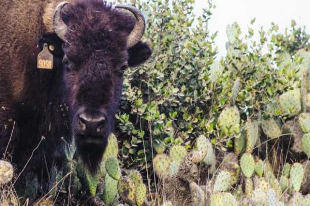 a herd of sheep standing on top of a grass covered field