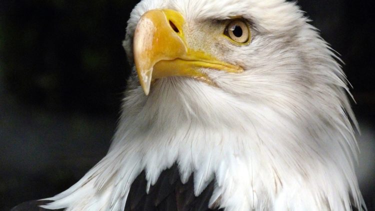 the-animal-2895646_1920-750×422 a close up of a bird