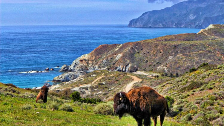 two-low-copy-750×422 a herd of cattle grazing on a rocky hill