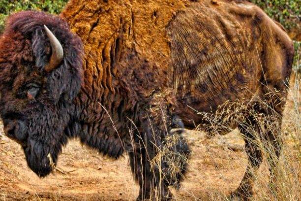 an animal standing on a dry grass field