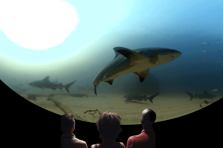 a fish swimming under water