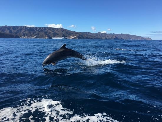 a dolphin on top of a body of water