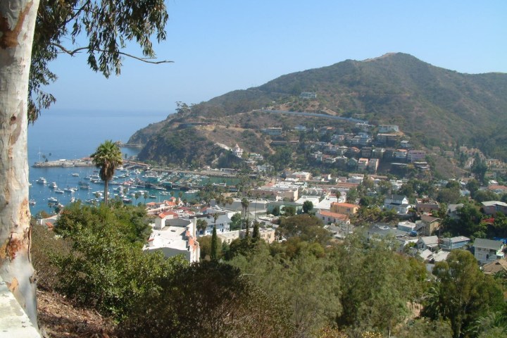 View of a coastal town with boats in the harbor, hills in the background, and a tree in the foreground.