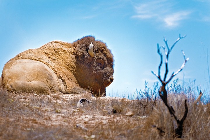 Resting bison on dry grass with a clear blue sky and bare branches nearby.